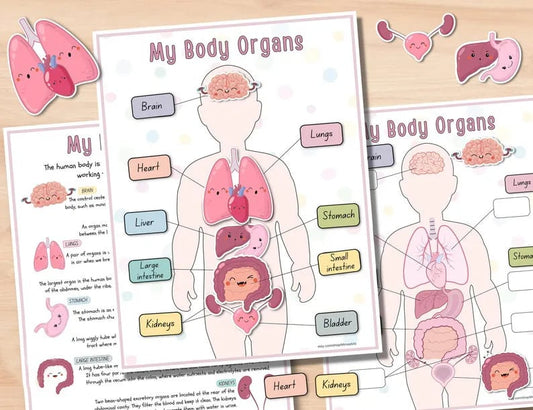 ⭐Beschäftigungsbuch zur menschlichen Anatomie🔥KAUFEN SIE 2 KOSTENLOSE LIEFERUNG