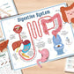 ⭐Beschäftigungsbuch zur menschlichen Anatomie🔥KAUFEN SIE 2 KOSTENLOSE LIEFERUNG